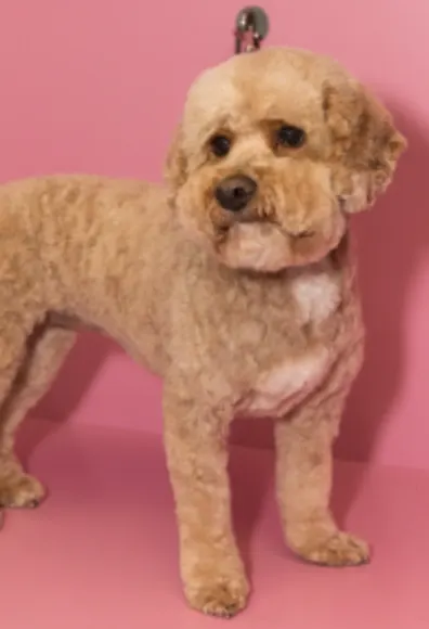 Dog with pink background